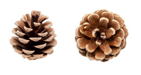 Set of two dry brown pine cones isolated on white background