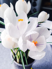 White crocuses stand on the table