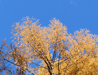 Autumn larch. Blue sky.