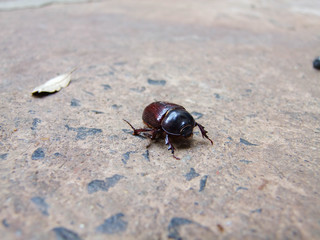  black beetle walking - brazil