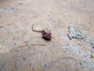  black beetle walking - brazil