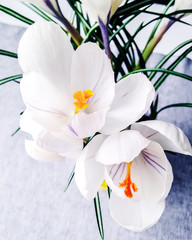 White crocuses stand on the table