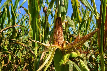 opened by birds ear of corn in a corn field, close-up
