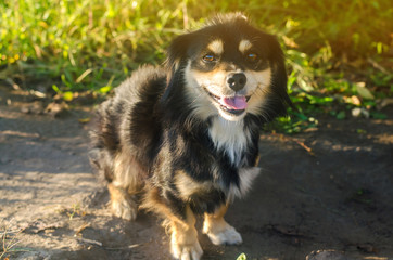 Beautiful happy black dog on a background of green grass on a bright sunny day. Pet smile. Animal. Selective focus