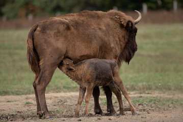 European bison on the field, Őrség National Park, Hungary