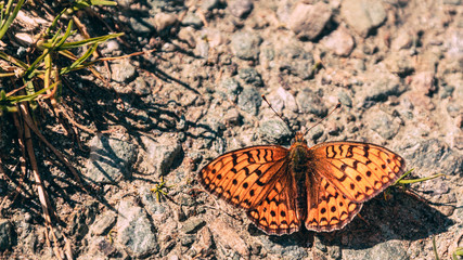 Queen of Spain fritillary (Issoria lathonia)