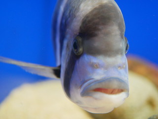 シマシマ模様の魚