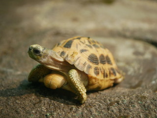 turtle on grass