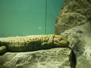 crocodile with mouth open