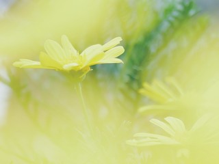 yellow flower on green background