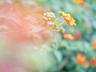 flowers on a green background