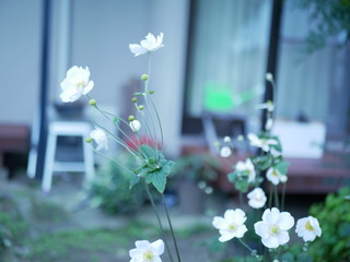 bouquet of flowers