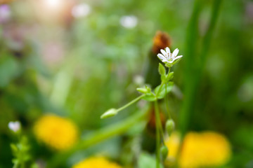 Closeup view of a delicate little white flower on a thin stalk against a sunny blurred yellow-green background