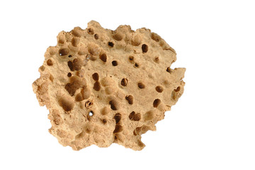 Brown porous sea stone isolated on white background