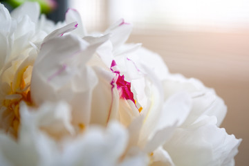 Fototapeta na wymiar Closeup view of a beautiful white with lilac splashes flower bud of a peony. Selective focus