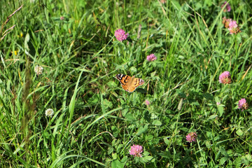 Butterfly