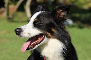 A border collie with three color coat sunning