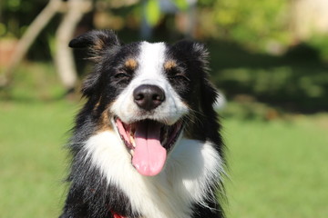 A border collie with three color coat sunning