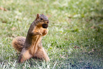 Naklejka na ściany i meble Squirrel Gathering Nuts For Winter