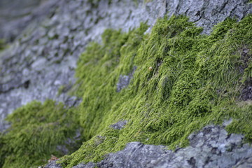 Green moss on an old tree