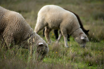 Obraz na płótnie Canvas Wild sheep in the field