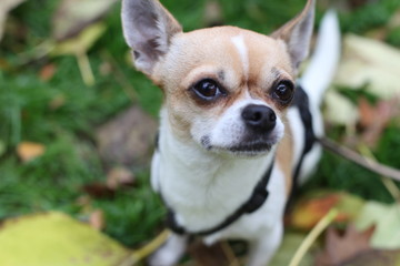 Sweet beige and white chihuahua outdoors