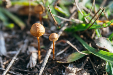 Two small beautiful fairytale orange toadstools among dried and green plants in the autumn forest in the rays of the setting sun. Family of poisonous mushrooms. Selective focus. Closeup view