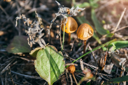Two small beautiful fairytale orange toadstools among dried plants, fallen green leaves in the autumn forest in the rays of the setting sun. Poisonous mushrooms. Selective focus. Closeup view