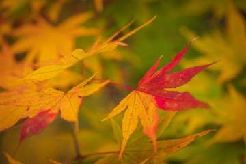 Obraz premium Towada Hachimantai National Park in autumn