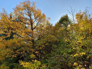 trees in autumn