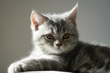 Scottish fold kitten at home