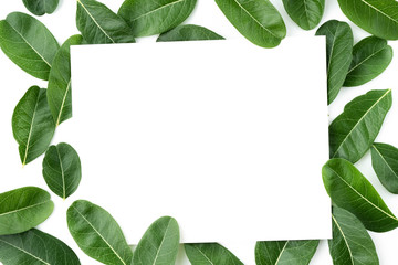 White paper frame on the natural texture of seamless foliage close-up. Fresh green leaves isolate on white background with young spring of Karanda, Carunda or Christ's Thom.