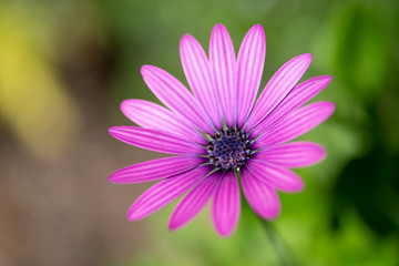 Obraz premium flower