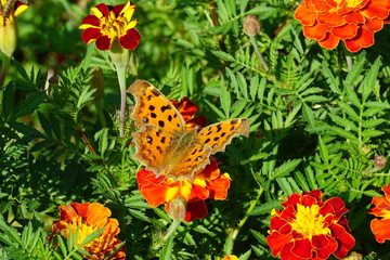 beautiful nature