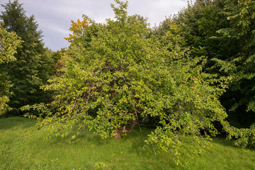 In the park on a summer day