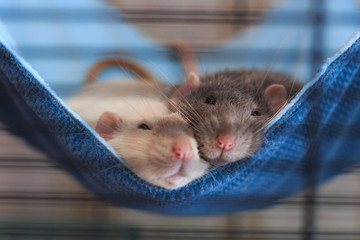 Two pet male rats - white and gray - laying cozy in their blue hammock in the cage