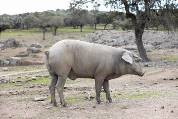 Obraz premium Iberian pigs in full freedom eating and resting in nature