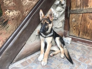dog and his owner