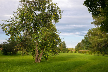 In the park on a summer day