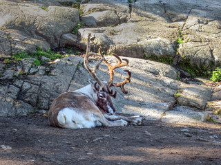 Reindeer with large antlers resting near rocks
