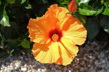 Hawaiian hibiscus