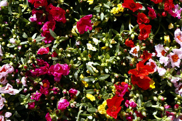 Assorted fresh and colorful flowers