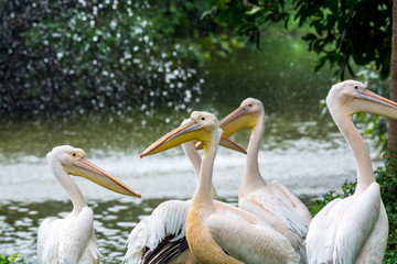 A group of  great white pelicans in a zoo,  also known as the eastern white pelican, rosy pelican or white pelican, breeds from southeastern Europe through Asia and Africa, in swamps and shallow lakes