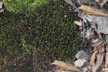 Green moss and dry, autumn leaves created a beautiful, autumn frame. There is free space.