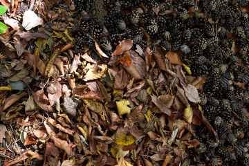 Autumn frame of dry leaves and a lot of gray cones.