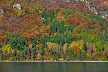 Aerial view of trees, Lake Molveno, northern Italy in the background of the Alps. Autumn season. Multi-colored palette of colors