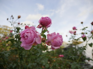 Blume pink