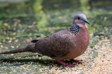 The spotted dove (Spilopelia chinensis) searching food in a zoo, a small and somewhat longtailed pigeon, a common resident breeding bird across Indian and Southeast Asia and China