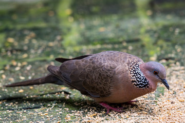 The spotted dove (Spilopelia chinensis) searching food in a zoo, a small and somewhat longtailed pigeon, a common resident breeding bird across Indian and Southeast Asia and China