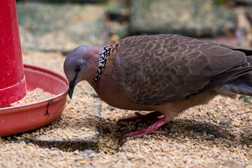The spotted dove (Spilopelia chinensis) eating food from the food feeder in a zoo, a small and...